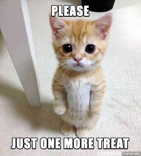 Cute Cat meme with a kitten begging for just one more treat