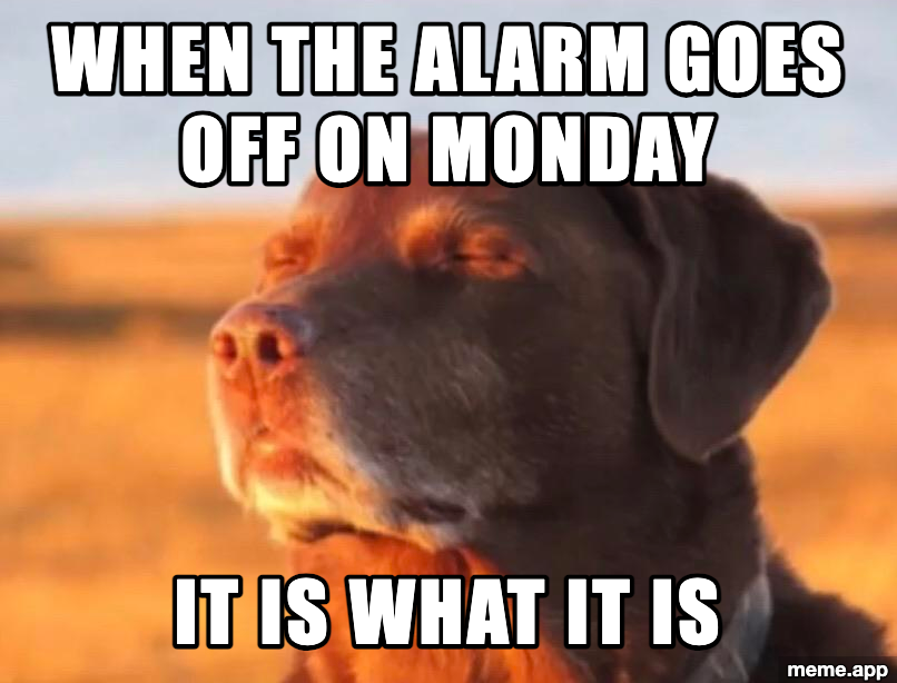 Dog Accepting Fate meme about the Monday alarm with stoic resignation