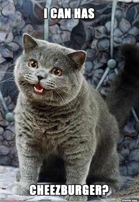 Gray British Shorthair cat staring at camera with captions: I CAN HAS / CHEEZBURGER?
