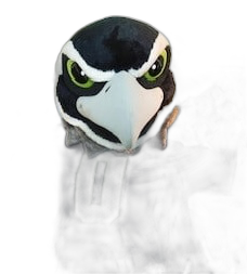 Blitz