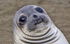 Awkward Moment Seal meme template