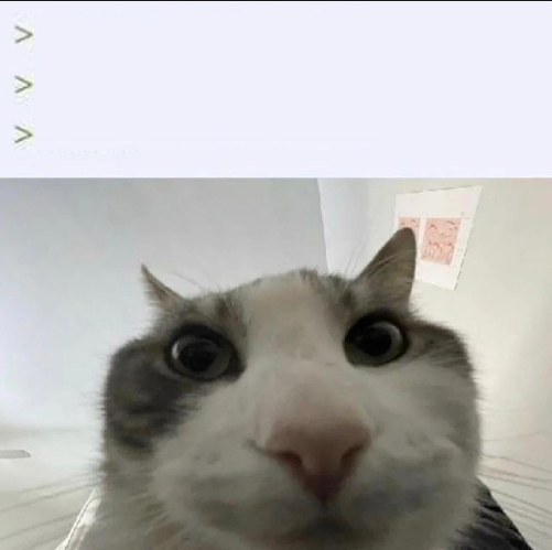 Cat Looks Inside meme template