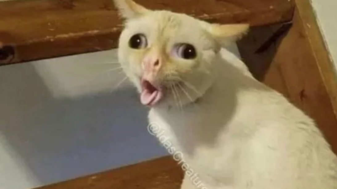 Cat Tongue meme template - A white cat sitting on wooden stairs with its tongue fully extended, eyes bugging out in a wide, startled stare. The cat look