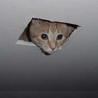 Ceiling Cat meme template
