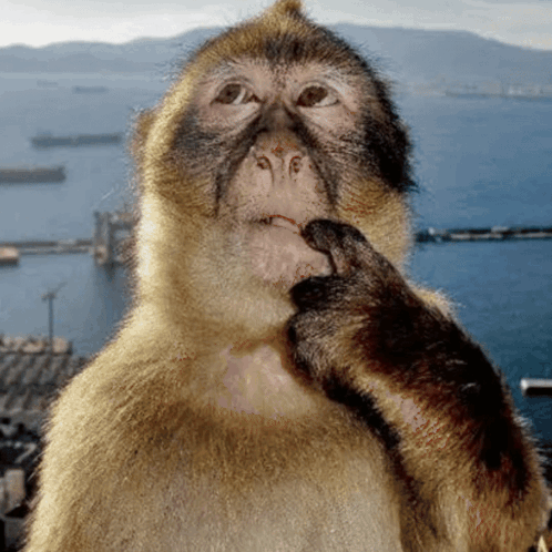 Confused Monkey GIF meme template