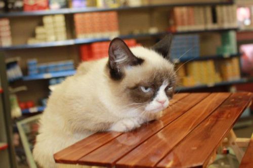 Grumpy Cat Table meme template