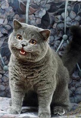 I Can Has Cheezburger (LOLcat) meme template