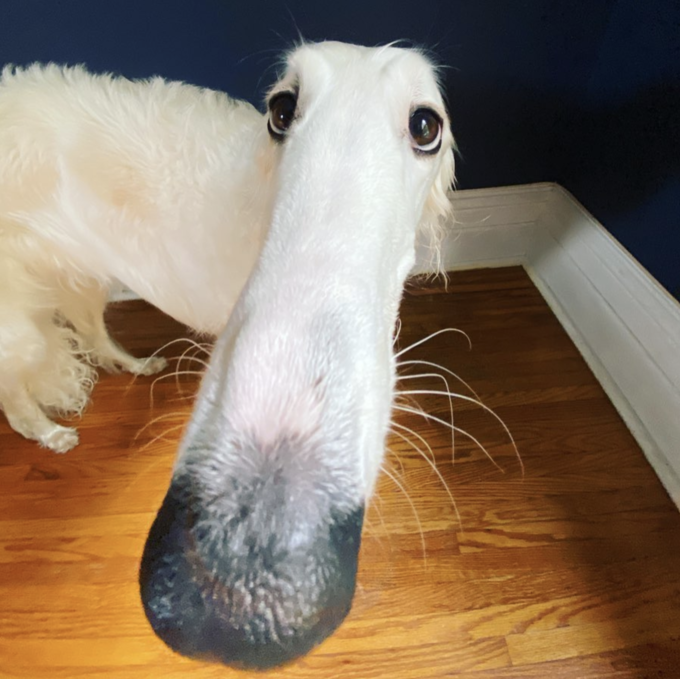 Long Nose Dog meme template - A Borzoi dog photographed from extremely close range with a wide-angle lens, turning its naturally long narrow snout into som