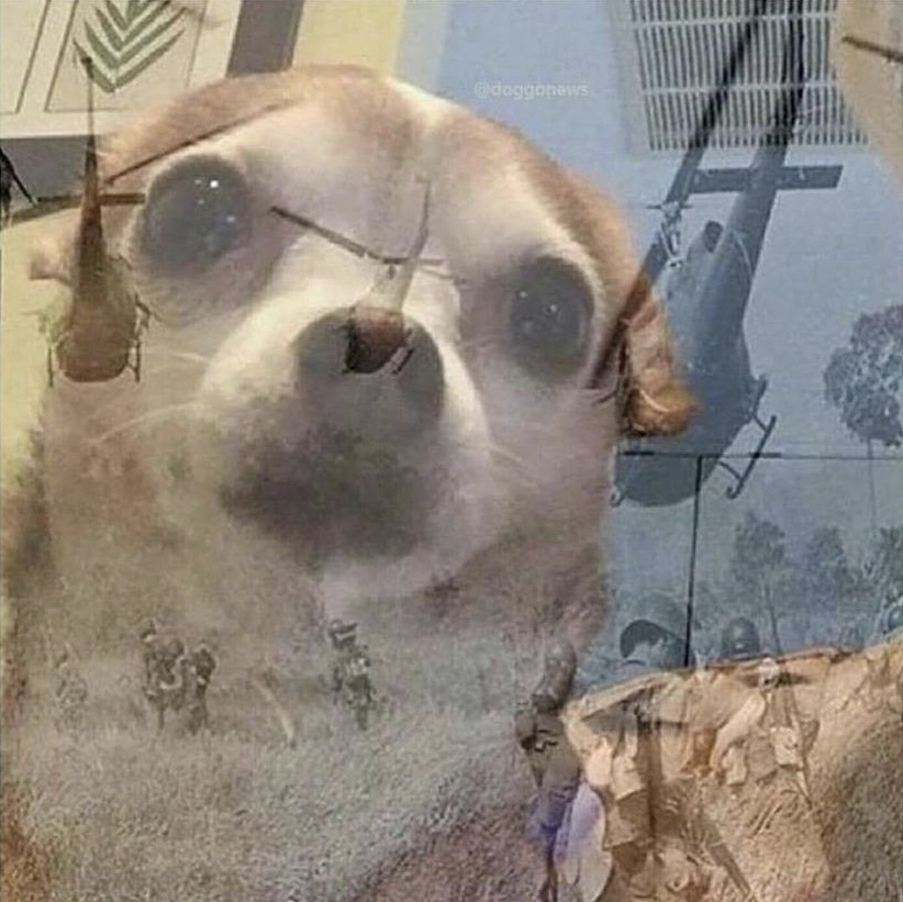 PTSD Chihuahua meme template