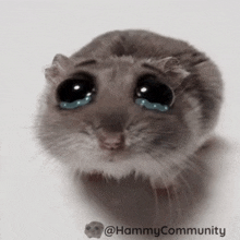 Sad Hamster (GIF) meme template