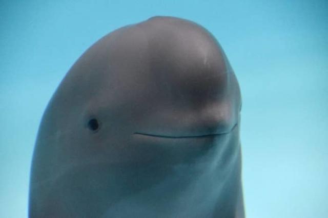 Smiling Dolphin meme template - A dolphin rises from blue water, its mouth stretched into the widest grin nature has ever produced. Droplets cling to its smo