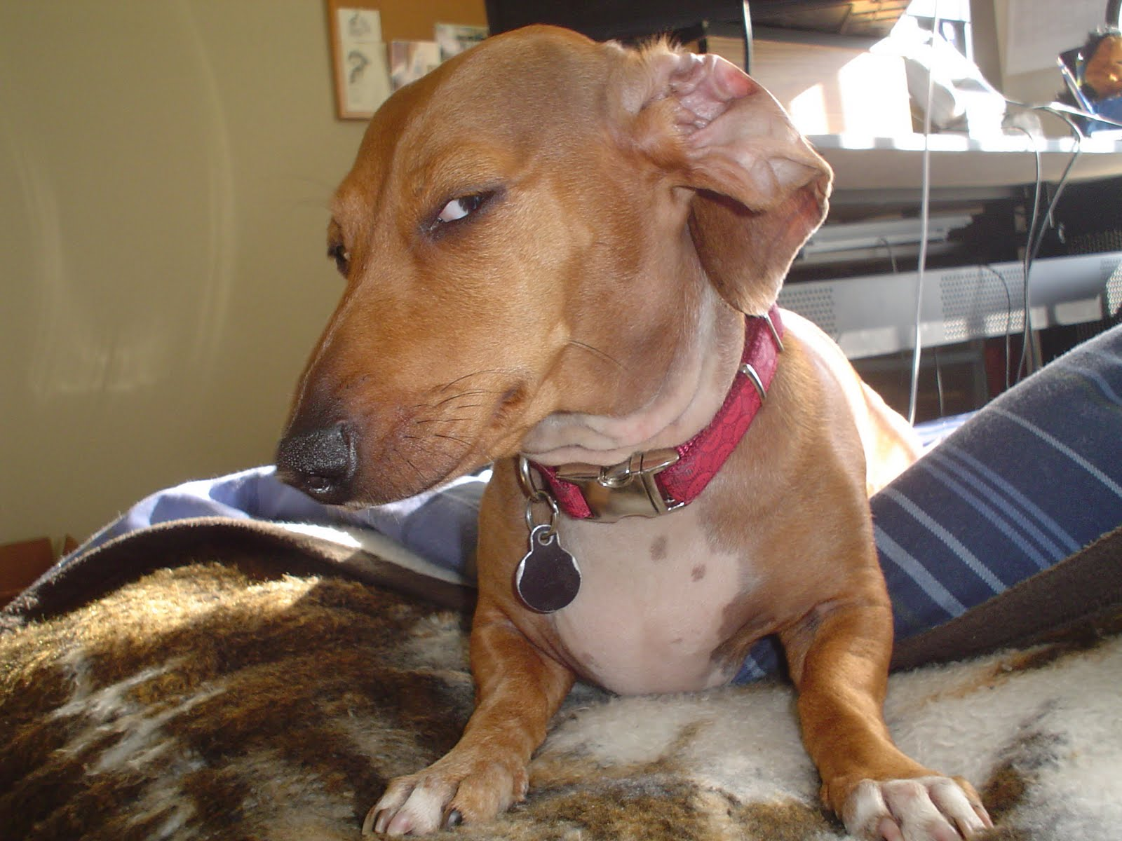 Suspicious Dog meme template