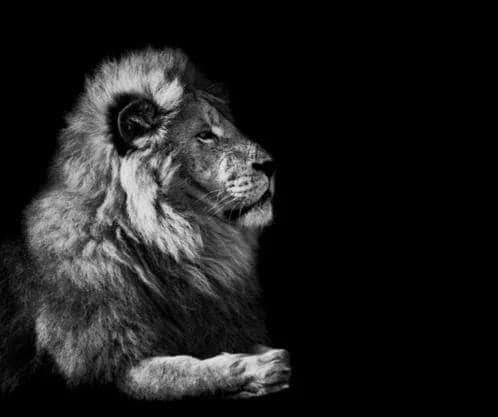 The Lion meme template - A male lion in three-quarter profile faces slightly upward against a pure black background, photographed in sharp black and w